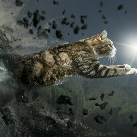 Image of a leaping cat